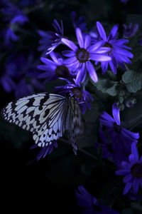 Close-up of purple flowering plants