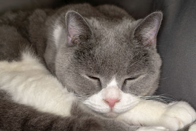 Close-up of cat sleeping