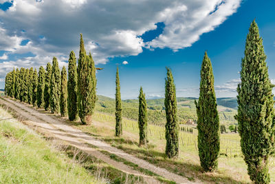 Panoramic view of trees on field against sky