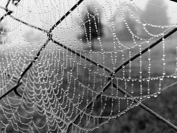 Close-up of water drops on spider web