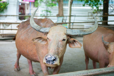 The albino water buffalo is standing in the farm, head shot close up.