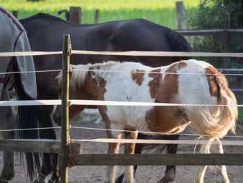 Horse in ranch