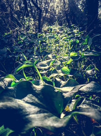 Close-up of leaves and trees in forest