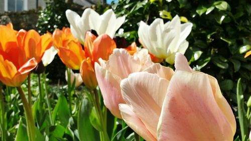 Close-up of white flowers blooming outdoors