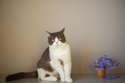 Beautiful british shorthair cat and blue anemones flowers