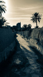 Footpath by palm trees on beach against sky during sunset