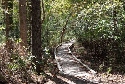 Trail amidst trees in forest