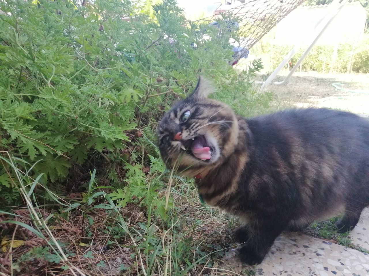 CAT LOOKING AWAY IN A FIELD