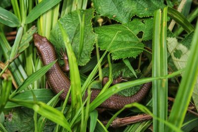 Close-up of snail on plant
