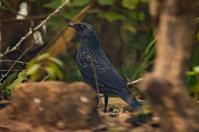 Close-up of bird perching on a tree