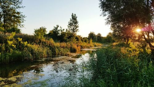 Trees growing by stream against sky