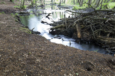 River amidst trees