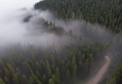 Trees in forest