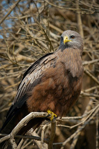 Close-up of bird perching on tree