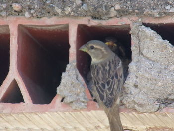 Close-up of bird perching outdoors