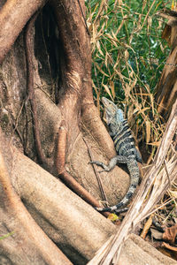Close-up of iguana on rock