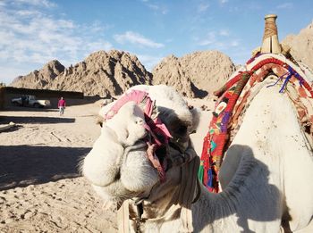 White camel in the desert of egypt