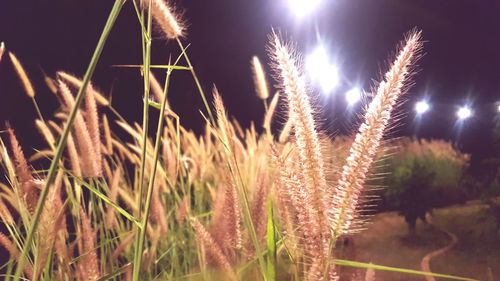 Close-up of grass on field against sky