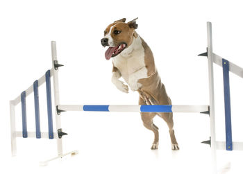 Dog jumping over hurdle against white background