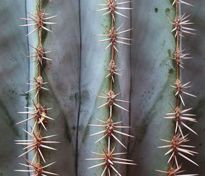 Close-up of cactus plant against wall