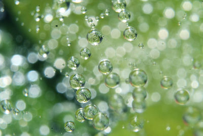 Close-up of water drops on leaf