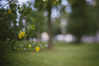 Close-up of yellow flowering plant in park