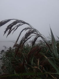 Close-up of wet grass on field against sky