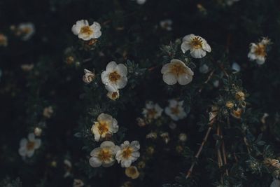 High angle view of flowering plants on field