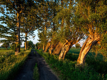 Road amidst trees during autumn