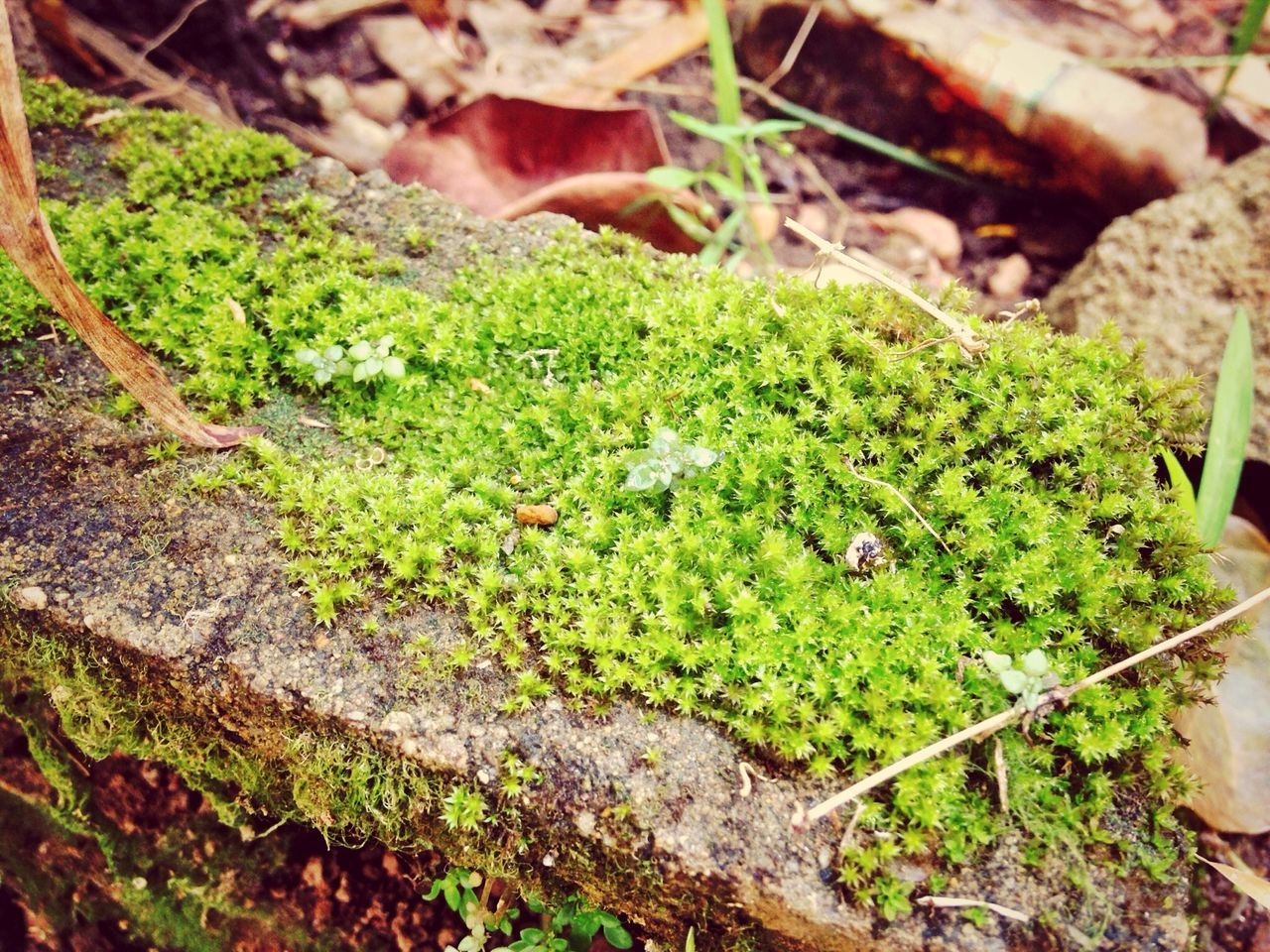 growth, moss, plant, nature, rock - object, high angle view, green color, leaf, forest, growing, rock, tree trunk, close-up, beauty in nature, day, outdoors, tranquility, no people, tree, textured