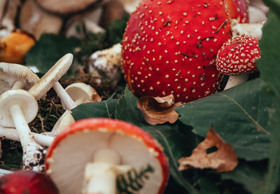 Close-up photo of an iconic fly agaric or fly amanita mushroom