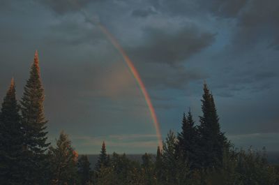 Scenic view of rainbow over trees in forest