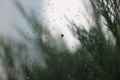 Close-up of birds flying against sky