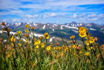 Yellow flowering plants on field against sky