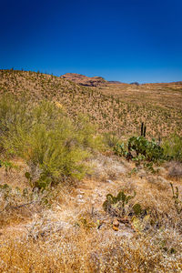 Scenic view of field against clear blue sky