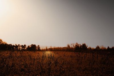 Scenic view of field against clear sky