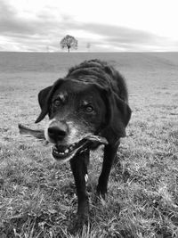 Close-up of a dog on field