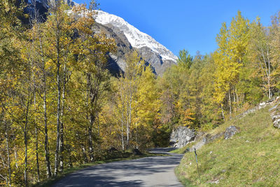 Road crossing forest with snowy mountain background under blue sky in european alps