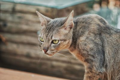 Close-up of a cat looking away