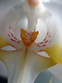 Close-up of fresh flowers blooming outdoors