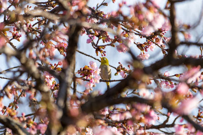 Low angle view of apple blossoms in spring