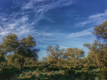 Trees on field against sky