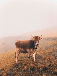 Cow in the foggy alps