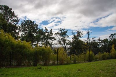 Trees on landscape against sky