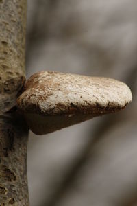 Close-up view of leaf