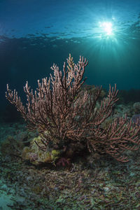 Multi colored coral underwater