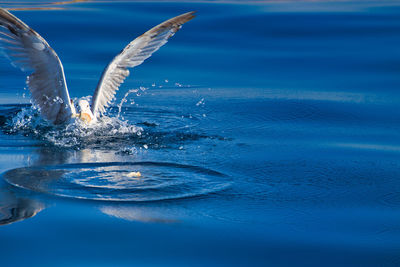 View of swimming in sea