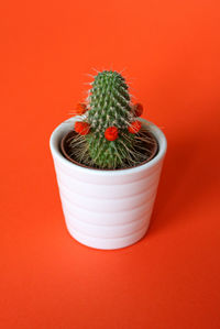 Close-up of potted cactus plant against red background