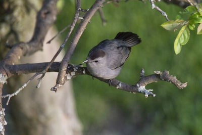 Close-up of bird perching on branch