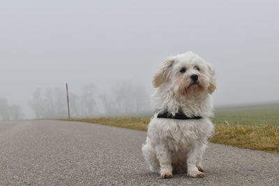 Portrait of a dog on the road